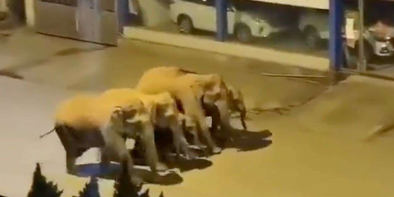 VIDEO. Manada de elefantes migra a través de ciudades en China