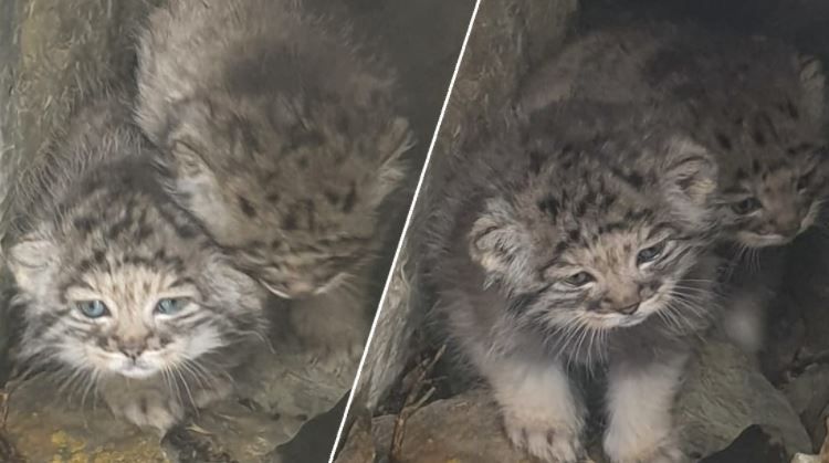 ¡Paren todo! vengan a ver a las crías de manul en Siberia