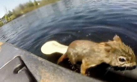 VIDEO. Pescador hace su buena obra del día y salva a una ardilla de morir en el río