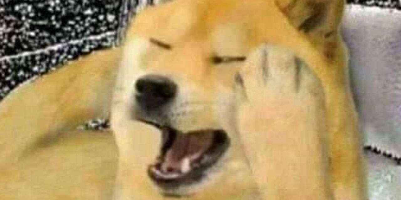 MEMES | Rescatan a dos perritos que caen a socavón y dejaron buenos memazos