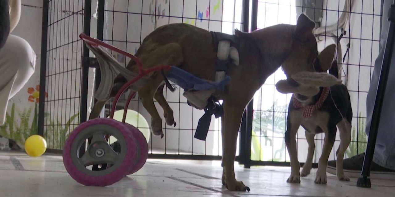 Mascotas buscan una segunda oportunidad