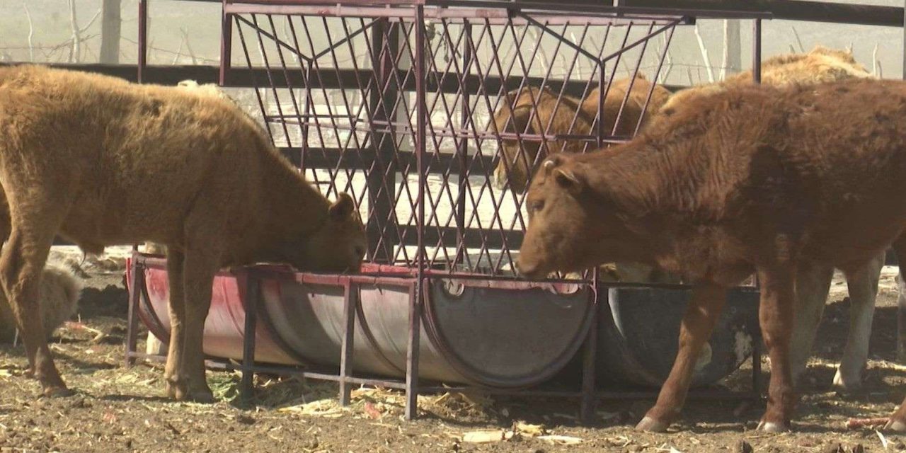 Pega a ganaderos sequía en Coahuila