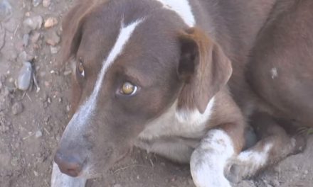 ‘Cuchufleto’ el Hachiko coahuilense que esperaba a su dueño afuera de mina en Múzquiz