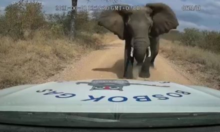 VIDEO. Elefante embiste camioneta para proteger a su manada