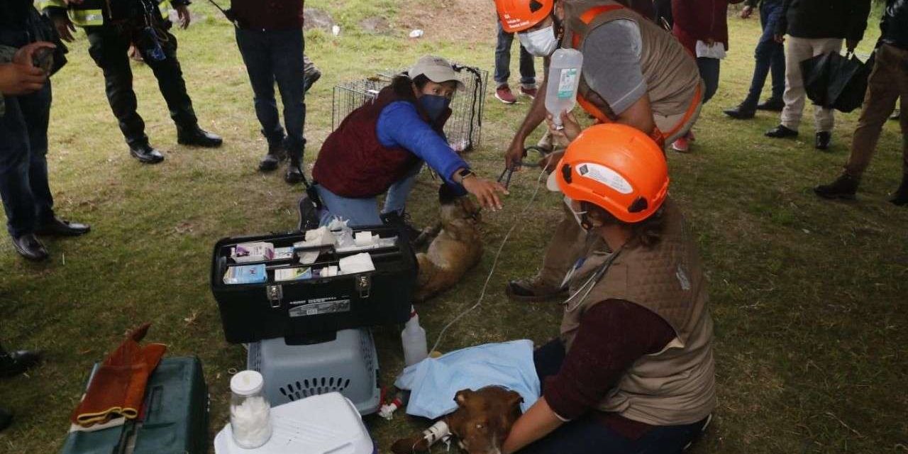 Salvan a dos perritos que cayeron a mega socavón de Puebla