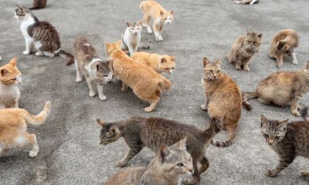 Mujer de 79 años muere en casa y es devorada por sus gatos
