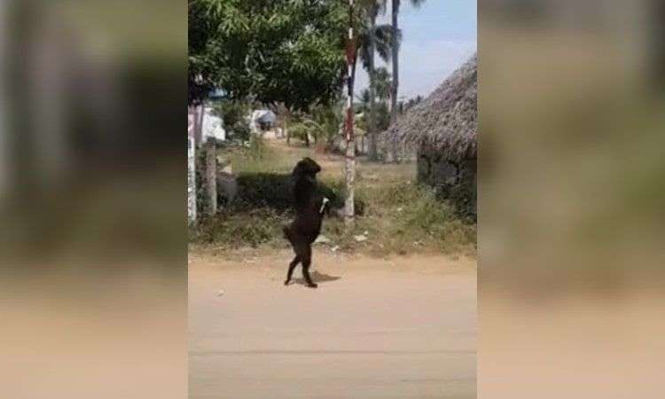 ¿Eres tú, Black Phillip? Captan a una cabra caminar en dos patas