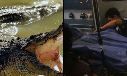 Podrían clausurar el hotel de Cancún donde cocodrilo atacó a menor