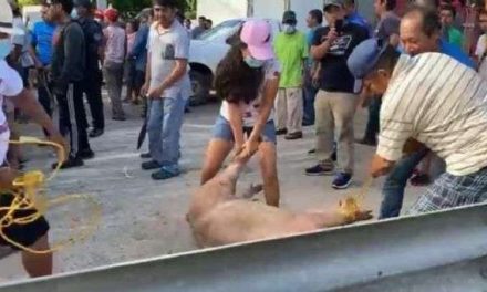 Camión de cerdos vuelca en Veracruz y los pobladores se los roban para matarlos