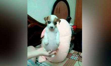 Así fue el origen del perrito panzón, el fenómeno de las redes en la actualidad