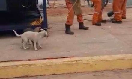 Lomitos trabajando por el hueso del día
