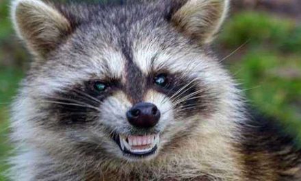 VIDEO. Mapaches vándalos y rufianes invaden casa