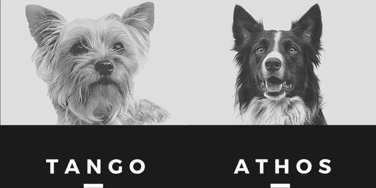 Hasta 5 años de cárcel enfrentaría envenenador de perros rescatistas en Querétaro