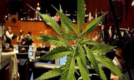 ¡Histórico! Despenalizan uso lúdico y recreativo de marihuana en todo México