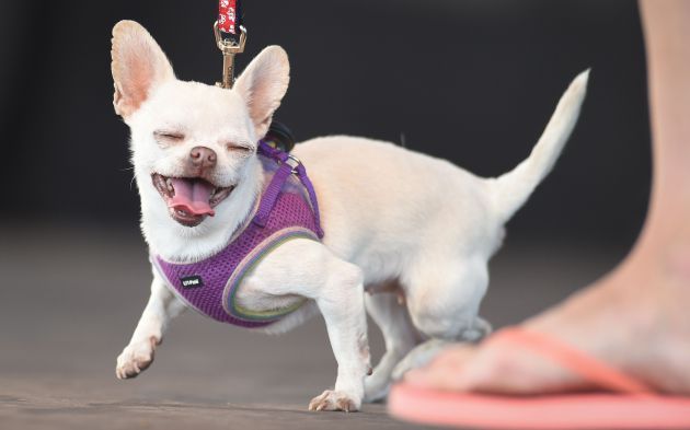 ¿Por qué les decimos ‘firulais’ a los perritos?