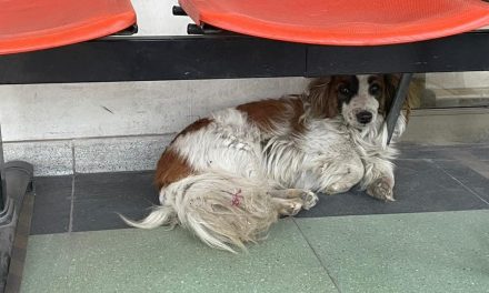 Perrita lleva esperando tres días por su dueño… él no volverá