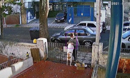 VIDEO: Un hombre se aprovecha de la confianza de una perrita y le roba la ropa en Brasil