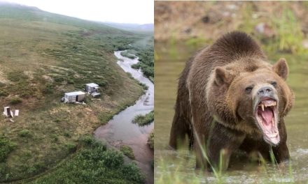 Turista pierde la vida en ataque de oso en Rusia