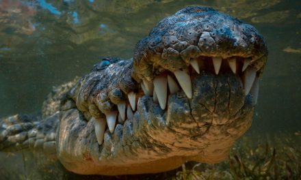Cocodrilo de casi cuatro metros ataca turista en Jalisco