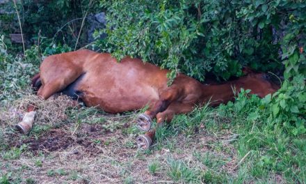 Hombre viola a un caballo… ¡asegura que el animal se le insinuó!