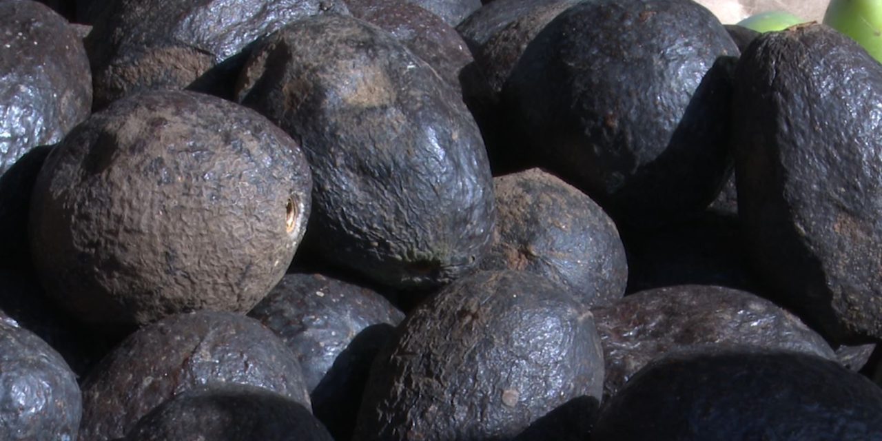 Aumenta el precio del aguacate debido al periodo de ‘la flor loca’