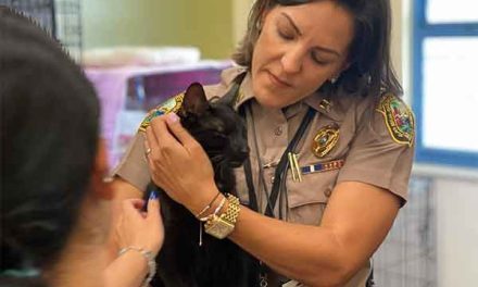 «Pequeño milagro» en Miami; hallan a gato desaparecido tras derrumbe