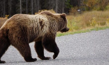 Oso lo acosa una semana; hombre sobrevive al ataque
