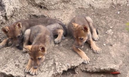 Nacen cuatro crías de lobo mexicano y la madre fallece días después