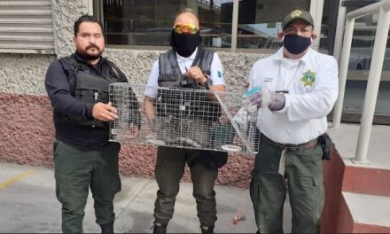 Rescatan a gato que se encontraba atrapado en «El Sarape» por más de una semana