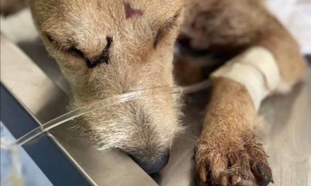 Apuñalan a perrita, piden ayuda