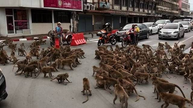 Pandillas de monos pelean en Tailandia