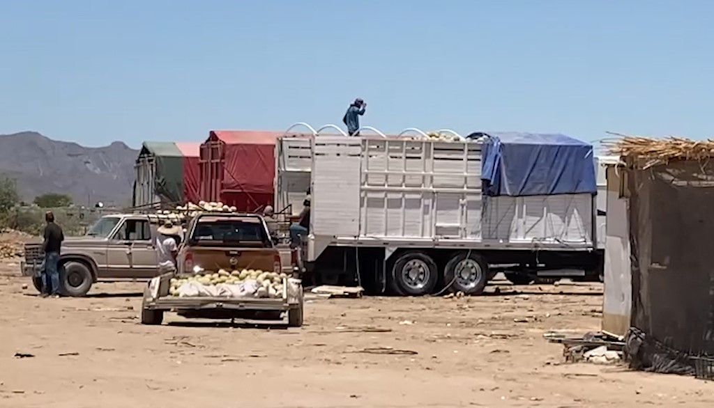 Benefician lluvias a productores de La Laguna