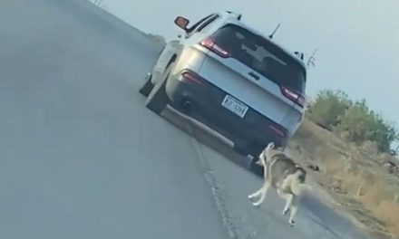 Detienen a hombre que abandonó a su perro en carretera de Texas
