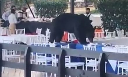 Oso llega a banquete como ‘invitado especial’ y se come ‘los frijolitos charros’