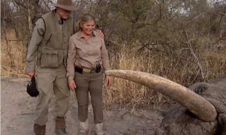 Exhiben a jefe de Asociación Nacional del Rifle y su esposa matando elefantes en África (video)