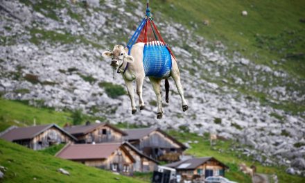 Vacas que sufrieron lesiones han vuelto en helicóptero a su hogar en Suiza
