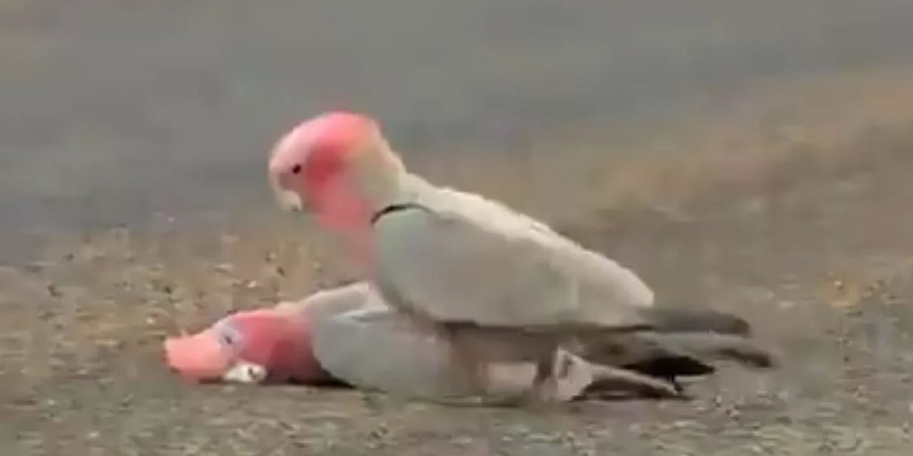 Cacatúa se despide de su pareja fallecida (video)