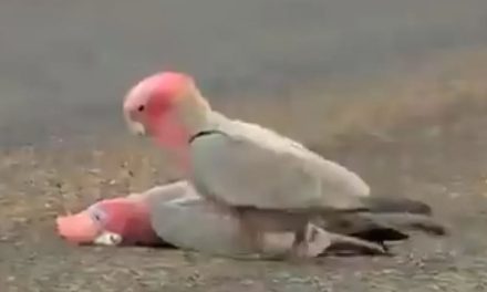 Cacatúa se despide de su pareja fallecida (video)