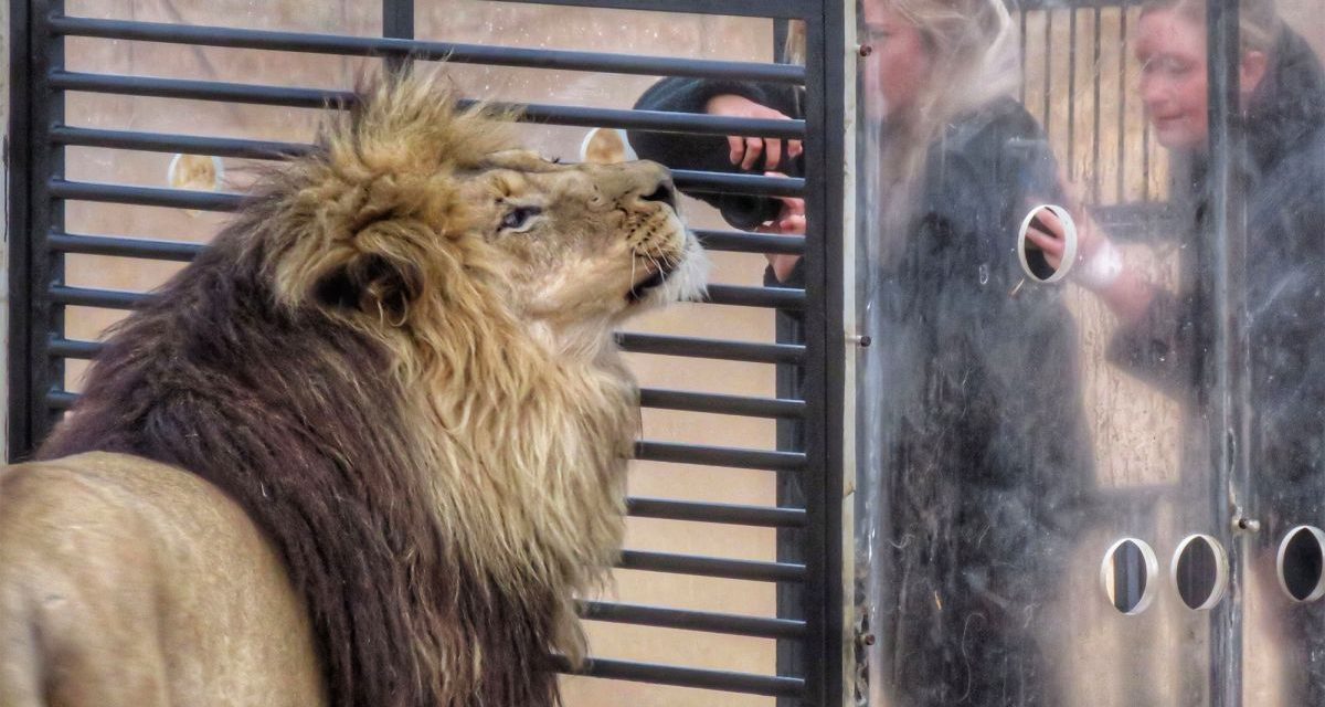 Zoológico encierra a visitantes en jaulas mientras los leones caminan al rededor (video)