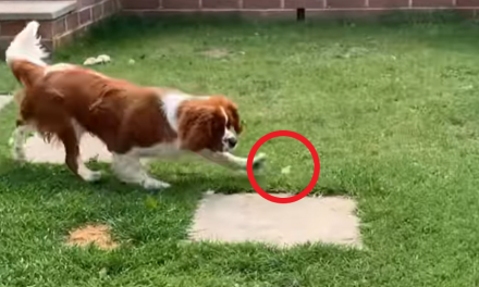 ‘Eres libre’ pequeño libera mariposa y su perro se la come