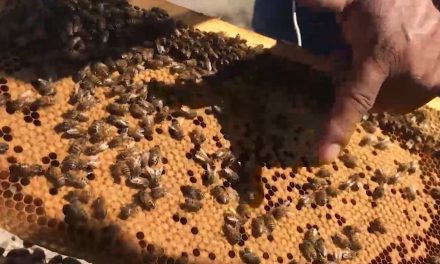 Desaparecen las abejas en Saltillo