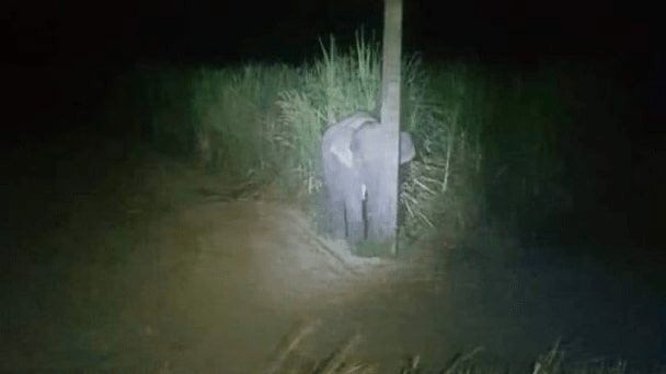 Bebé elefante roba cañas de azúcar y se esconde detrás de poste