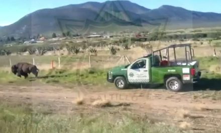 Encuentran a bisonte en la carretera 57
