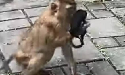 Animal nos pone el ejemplo… mono encuentra cubrebocas y se lo pone (VIDEO)