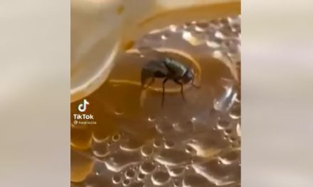 (Video) ¿Cuidas bien tus alimentos de las moscas y moscardones?