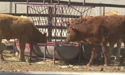 Mortandad y desolación por sequía en Coahuila