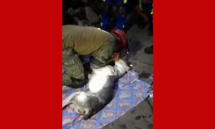 El video que conmociona a México: Soldado llora tras no poder revivir a perro rescatado en derrumbe de Chiquihuite