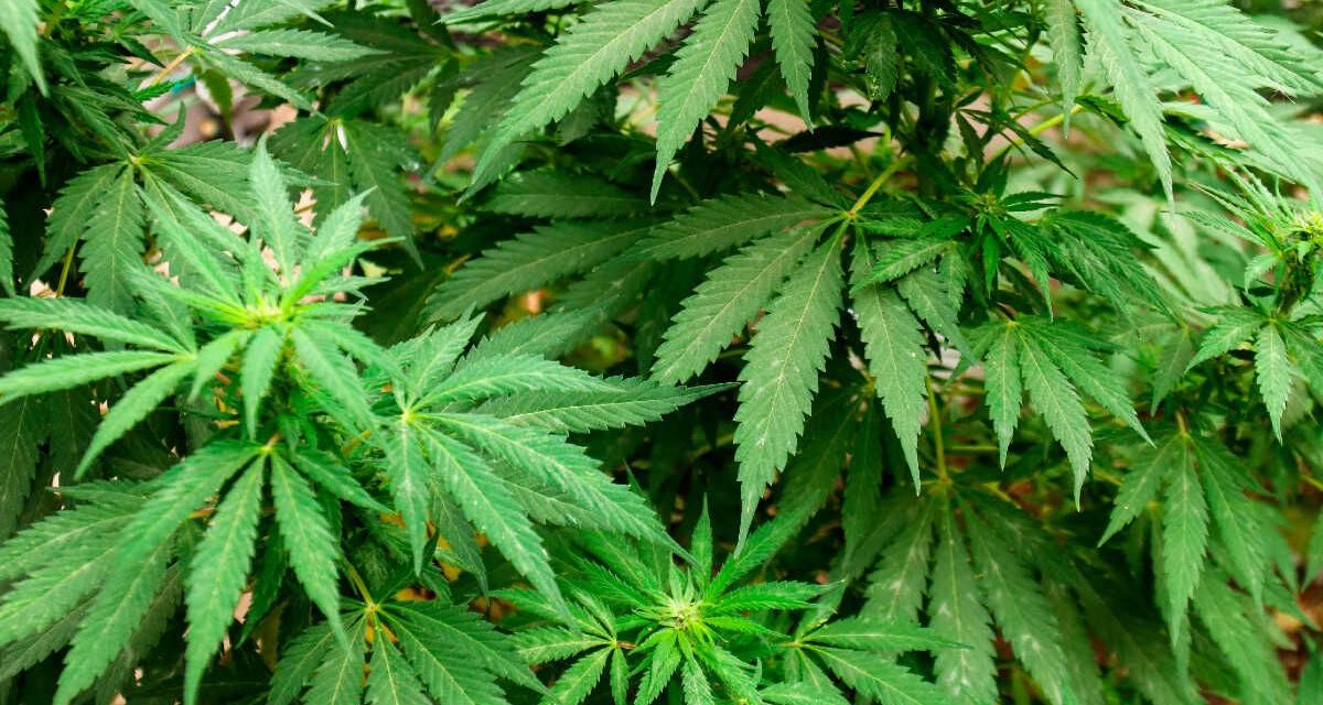 Abuelita cultiva mariguana por accidente en asilo de ancianos