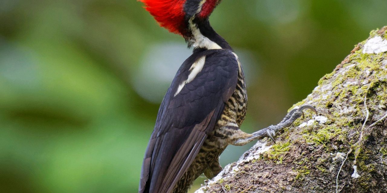 EEUU da por extintos a 22 especies y al carpintero real