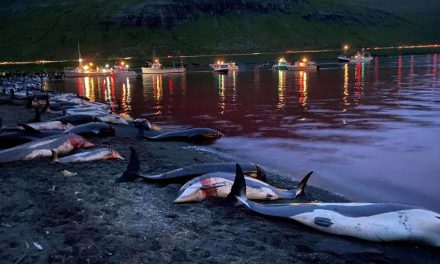 Matan más de mil 400 delfines en sangrienta cacería anual en Dinamarca (video)
